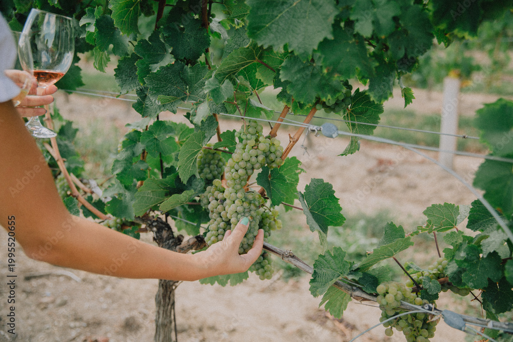 Naklejka premium Hand Holding Grapes In Vineyard