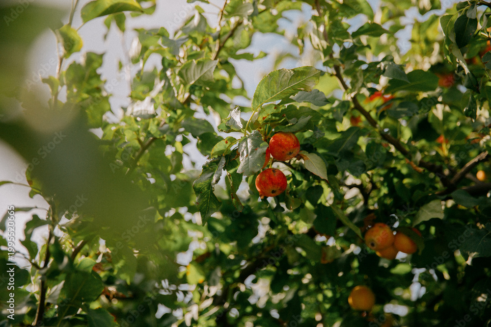 Naklejka premium Sunlit Apples Hanging On Tree