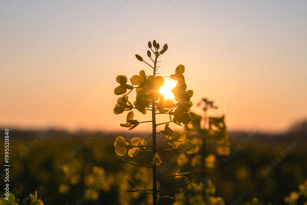 Obraz premium Golden sunset light through blooming rapeseed flower in field