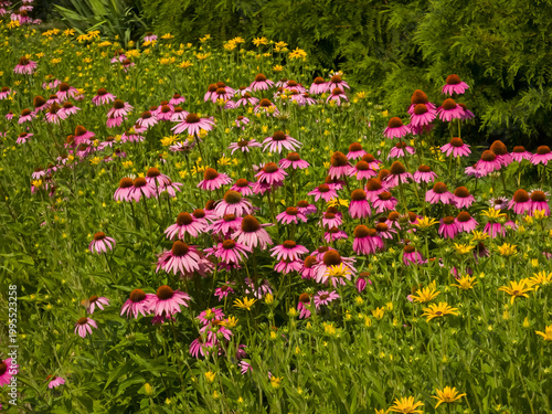 Fotografie Dense bed of purple coneflowers (Echinacea purpurea) and yellow black-eyed Susans (Rudbeckia) blooming in a sunlit garden meadow