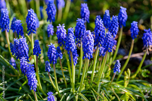 blue flowers in the garden