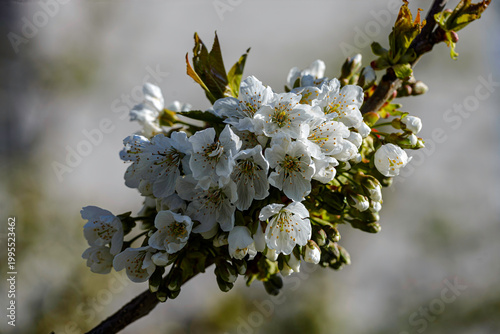 blooming cherry tree