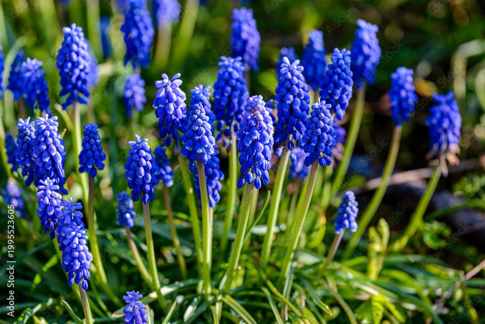 Fototapeta premium blue flowers in the garden