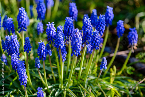 blue flowers in the garden