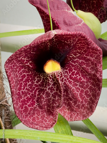 Large dark maroon Brazilian dutchman's pipe (Aristolochia gigantea) flower showcasing intricate white netting patterns and a yellow throat center.
