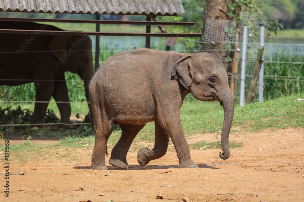 Fototapeta premium A baby elephant walking on the ground