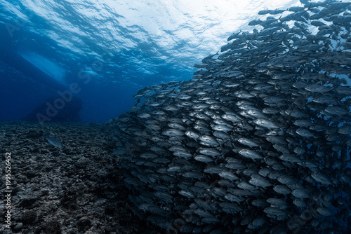 Tableau sur toile School of bigeye trevally forming wall with copy space in blue ocean, Okinawa Ja