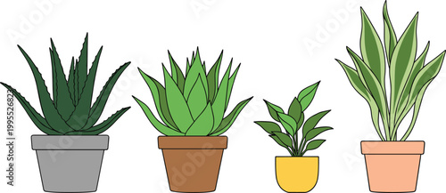 Set of Potted Succulent Plants in Modern Minimalist Pots for Home Decor and Gardening Illustrations