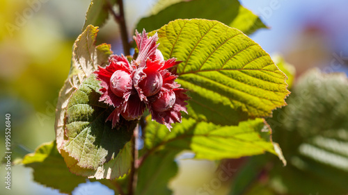 Red hazelnut blossoms with green leaves in soft sunlight