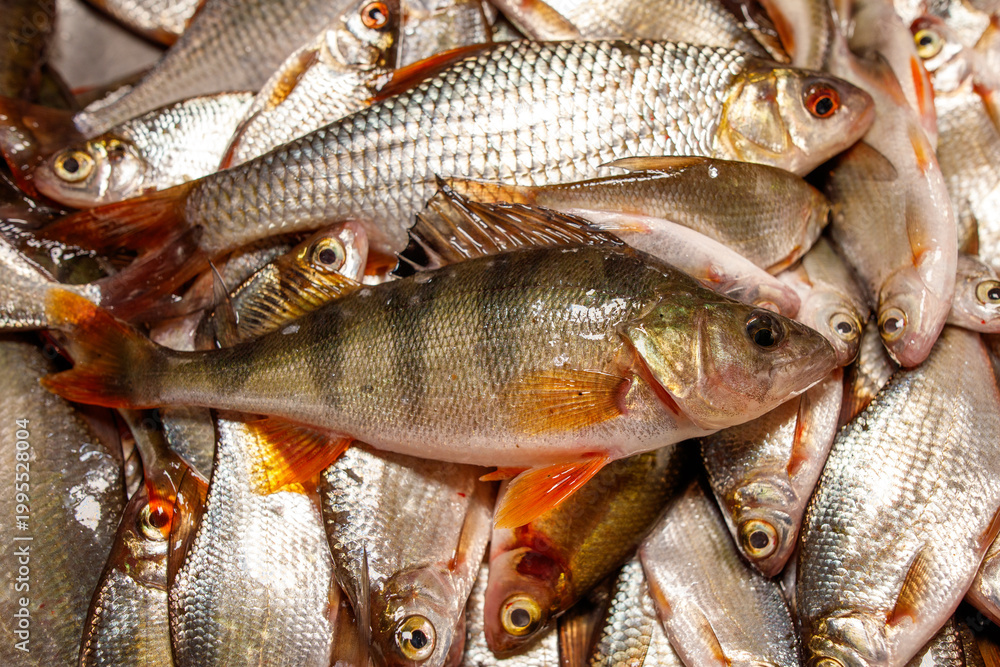 Obraz premium Close-up of raw fish catch, showcasing variety and texture