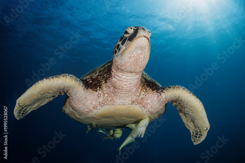 turtle