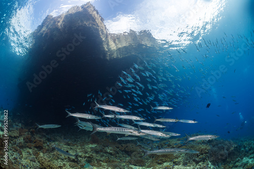 barracuda