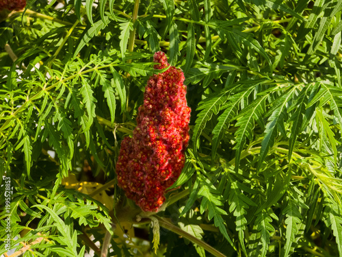 Photography Close-up of a conical red fruiting cluster of cutleaf staghorn sumac (Rhus typhina 'Dissecta') surrounded by bright green pinnate foliage