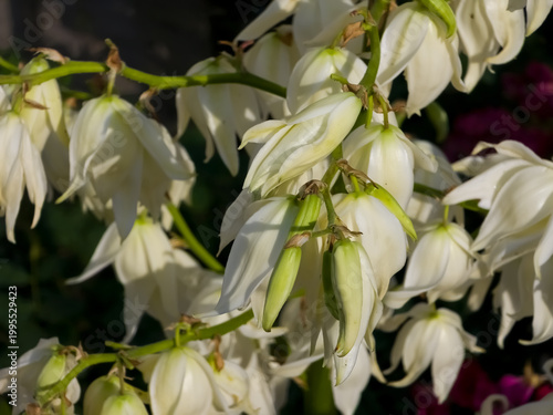 Foto Close-up of white bell-shaped Adam's needle yucca (Yucca filamentosa) flowers blooming on a inflorescence stalk in soft natural light