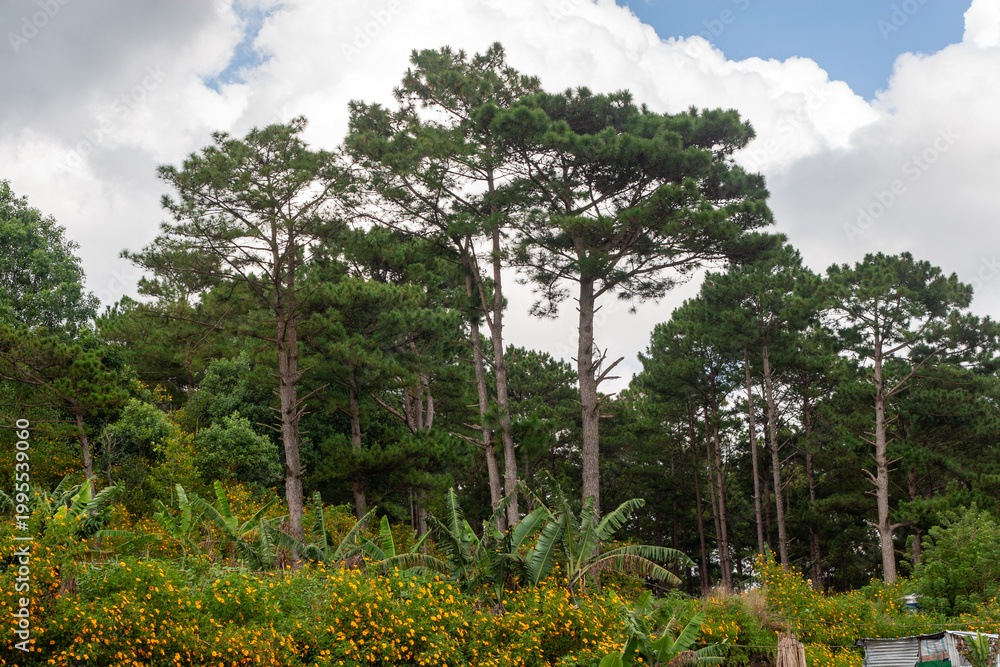 Fototapeta premium The wild sunflower season in Da Lat, Lam Dong, is a time when the wild sunflowers bloom brilliantly on the hillsides, their bright yellow blossoms covering entire stretches of forest, and a solitary h