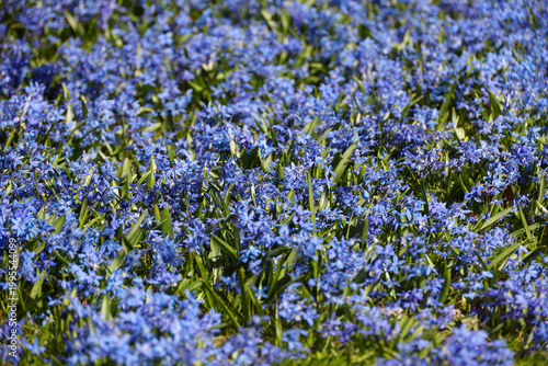 Vibrant field of blue Siberian squill (Scilla siberica) flowers blooming in a spring garden. Natural background of flowering bulbous bluebells plant in early spring sunlight