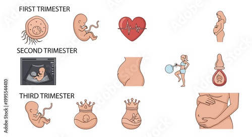 Detailed visual guide illustrating the incredible journey of pregnancy, detailing fetal development and maternal physical changes across all three trimesters