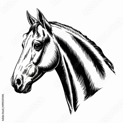 Horse Head Hand Drawn Illustration Vintage Engraving Style
