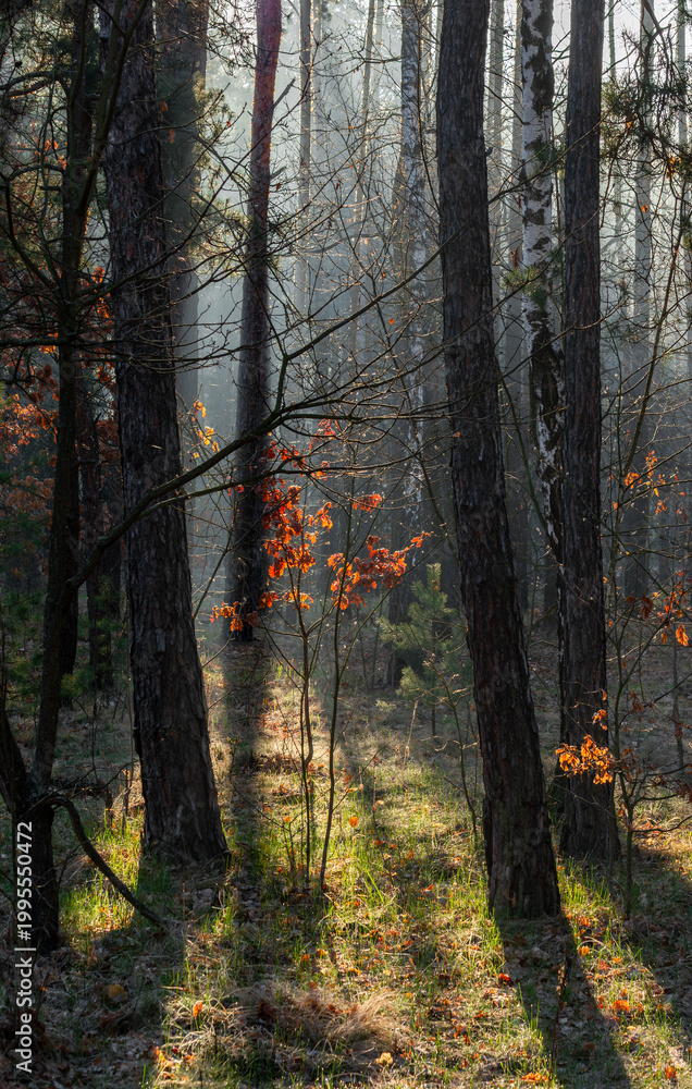 Obraz premium Morning fog enveloped the forest. Rays of sun pierce through the branches and fog. A walk in the forest or park.