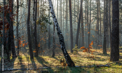 Morning fog enveloped the forest. Rays of sun pierce through the branches and fog. A walk in the forest or park.