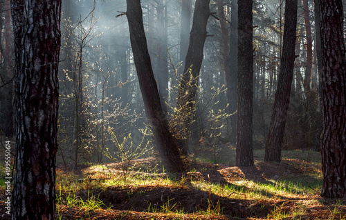Morning fog enveloped the forest. Rays of sun pierce through the branches and fog. A walk in the forest or park.