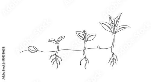 One line drawing of plant growth stages from seed to sprout with line art