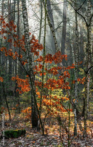 Morning fog enveloped the forest. Rays of sun pierce through the branches and fog. A walk in the forest or park.