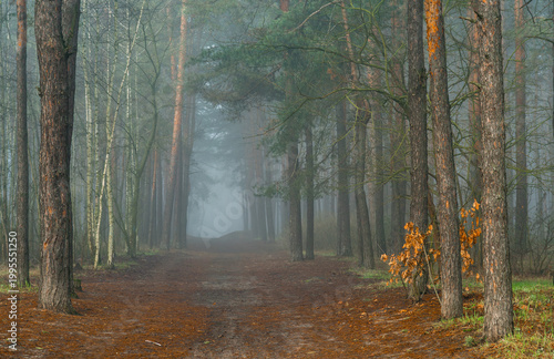 Morning fog enveloped the forest. Walks in the forest or park. Nature hiking trips.