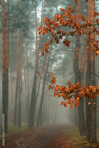 Morning fog enveloped the forest. The orange, dry oak leaves contrast beautifully against the gray haze. Forest walks. Hiking.