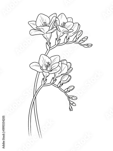 Line art freesia isolated 