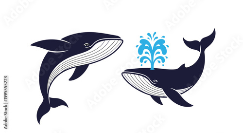 Two dark blue whales swimming together with one whale spouting a large fountain of water from its blowhole.