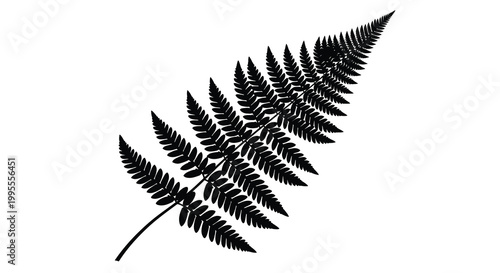 A striking black and white silhouette of a single fern frond