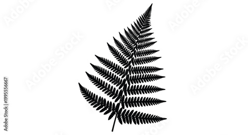 A single detailed black silhouette of a fern frond against white