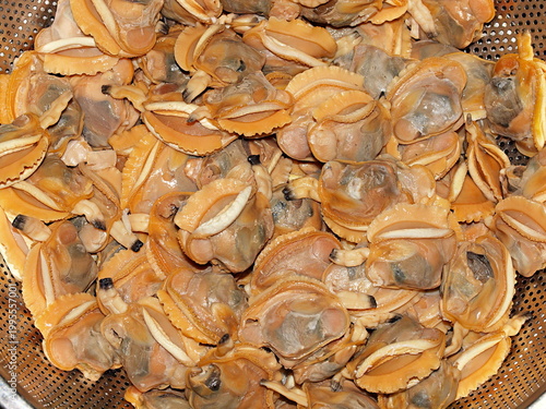 ボイルしたカガミガイ