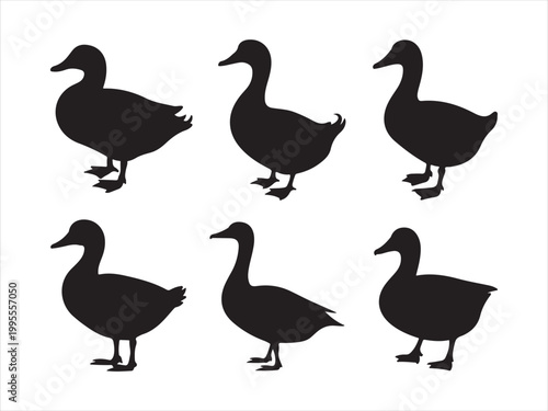A collection of black duck silhouettes in various standing positions wildlife minimal vector illustration