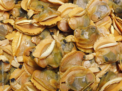 ボイルしたカガミガイ