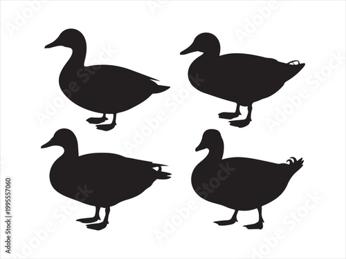 A collection of black duck silhouettes in various standing positions wildlife minimal vector illustration