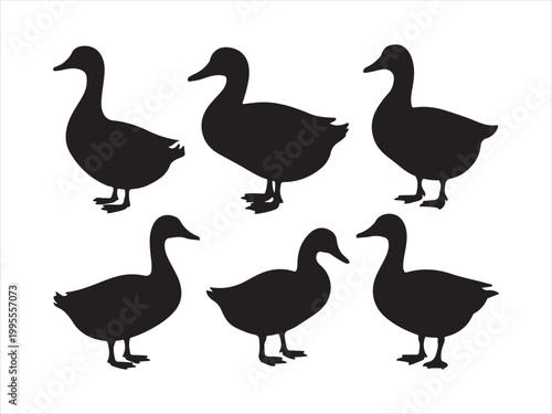A collection of black duck silhouettes in various standing positions wildlife minimal vector illustration