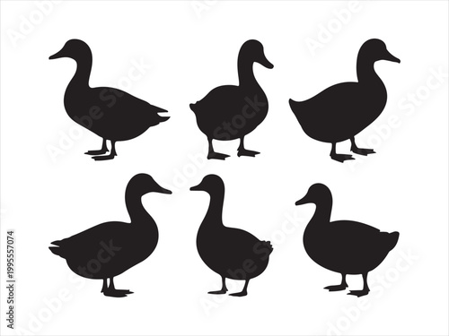 A collection of black duck silhouettes in various standing positions wildlife minimal vector illustration