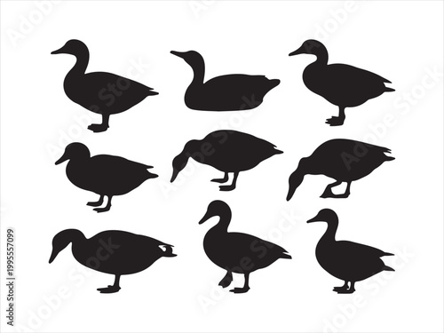 A collection of black duck silhouettes in various standing positions wildlife minimal vector illustration