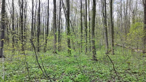 Green spring forest with flowers and grass in morning sunlight.