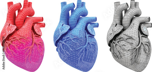 Human Heart Anatomy Illustration Set with Color Variations in Detailed Style for Medical Education, Biology Study, Healthcare Graphics, and Scientific Visualization Projects