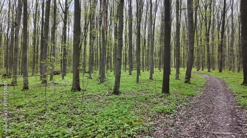 Green spring forest with flowers and grass in morning sunlight.