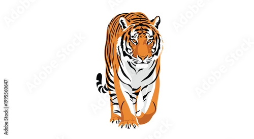 Powerful Bengal tiger walks forward with a focused gaze and detailed orange and black striped fur patterns in a wildlife style.