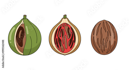 Illustration of a nutmeg fruit showing its external appearance, internal structure, and the seed