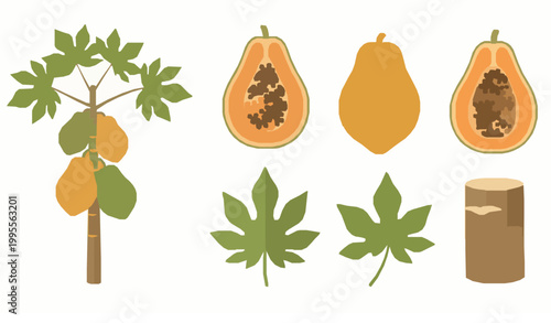 Papaya fruit and tree vector set tropical food collection botanical elements