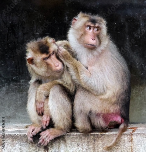 
Close-up of curious-looking pig-tailed macaques