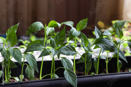 sweet pepper seedlings grown at home