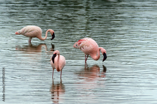 Three Lesser Pink Flamingos reflecting and feeding in Lake Nakuru Kenya KEN