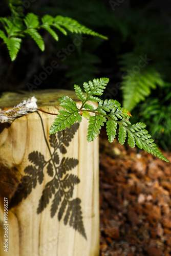 It is a fern, a type of pteridophyte.양치식물인 고사리 입니다.